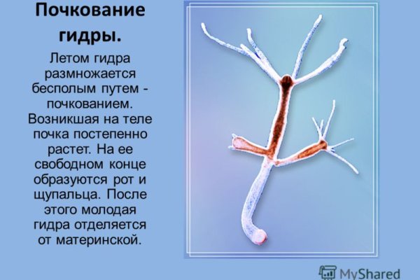 Kraken13 at сайт