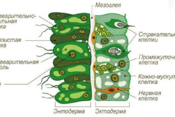 Кракен картель
